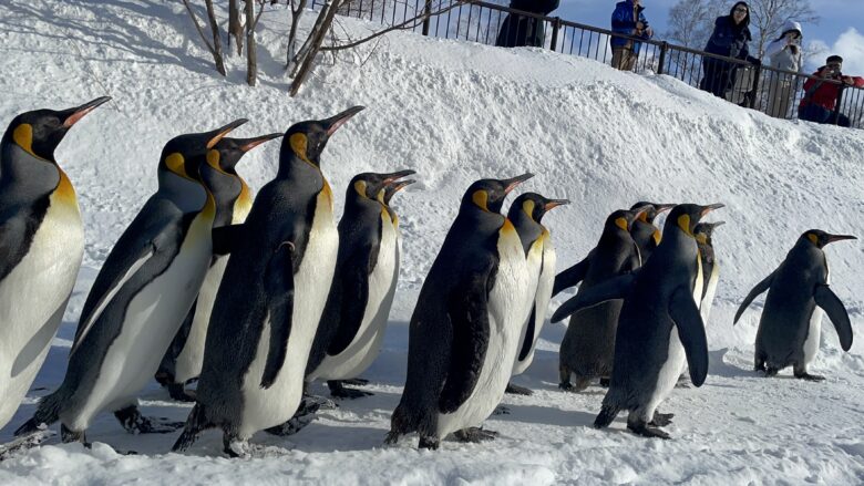 旭山動物園のペンギンの散歩